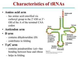• Amino acid arm
– has amino acid esterified via
carboxyl group to the 2’-OH or 3’-
OH of the A of the terminal CAA
codon
• Anticodon arm
• D arm
– contains dihydrouridine (D)
– contributes to folding
• TC arm
– contains pseudouridine ()―has
bonding between base and ribose
– helps in folding
Characteristics of tRNAs
 