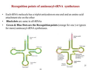 • Each tRNA molecule has a triplet anticodonon one end and an amino acid
attachment site on the other
• Blackdots are same in all tRNAs
• Green & Blue Dots are the Recognitionpoints (orange for one ) or (green
for more) aminoacyl-tRNA synthetases.
23
Recognition points of aminoacyl-tRNA synthetases
23
 