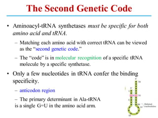 The Second Genetic Code
• Aminoacyl-tRNA synthetases must be specific for both
amino acid and tRNA.
– Matching each amino acid with correct tRNA can be viewed
as the “second genetic code.”
– The “code” is in molecular recognition of a specific tRNA
molecule by a specific synthetase.
• Only a few nucleotides in tRNA confer the binding
specificity.
– anticodon region
– The primary determinant in Ala-tRNA
is a single G=U in the amino acid arm.
 