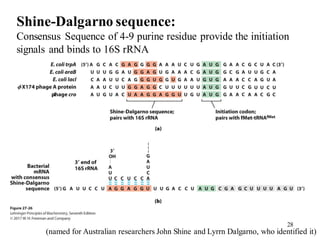 Shine-Dalgarno sequence:
Consensus Sequence of 4-9 purine residue provide the initiation
signals and binds to 16S rRNA
(named for Australian researchers John Shine and Lyrrn Dalgarno, who identified it)
28
 