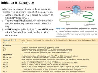 30
Eukaryotic mRNAs are bound to the ribosome as a
complex with a number of specific binding proteins.
1. At the 3 end, the mRNA is bound by the poly(A)
binding Proteins (PAB).
2. The protein eIF4A has an RNA helicase activity
removes secondary structure within the mRNA
seq.
3. eIF4F complex (eIF4A, E, & G) and eIF4B scan
mRNA from the 5 end until the first AUG is
encountered.
Initiation in Eukaryotes
 