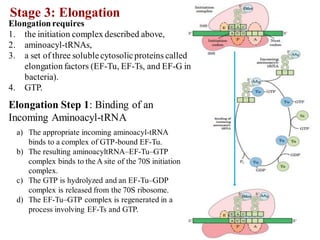 Stage 3: Elongation
Elongationrequires
1. the initiation complex described above,
2. aminoacyl-tRNAs,
3. a set of three solublecytosolicproteins called
elongation factors (EF-Tu, EF-Ts, and EF-G in
bacteria).
4. GTP.
Elongation Step 1: Binding of an
Incoming Aminoacyl-tRNA
a) The appropriate incoming aminoacyl-tRNA
binds to a complex of GTP-bound EF-Tu.
b) The resulting aminoacyltRNA–EF-Tu–GTP
complex binds to the A site of the 70S initiation
complex.
c) The GTP is hydrolyzed and an EF-Tu–GDP
complex is released from the 70S ribosome.
d) The EF-Tu–GTP complex is regenerated in a
process involving EF-Ts and GTP.
 