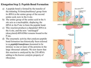 ElongationStep 2: PeptideBond Formation
a) A peptide bond is formed by the transfer of
the initiating N-formylmethionyl group from
its tRNA to the amino group of the second
amino acid, now in the A site.
b) The amino group of the amino acid in the A
site acts as a nucleophile, displacing the
tRNA in the P site to form the peptide bond.
c) This reaction produces a dipeptidyl tRNA in
the A site, and the now “uncharged”
(deacylated) tRNAfMet remains bound to the
P site.
d) The enzymatic activity that catalyzes peptide
bond formation has historically been referred
to as peptidyl transferase (assumed to be
intrinsic to one or more of the proteins in the
large ribosomal subunit). We now know that
this reaction is catalyzed by the 23S rRNA
adding to the known catalytic property of
ribozymes.
 