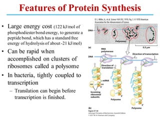 Features of Protein Synthesis
• Large energy cost (122 kJ/mol of
phosphodiesterbond energy, to generate a
peptidebond, which has a standard free
energy of hydrolysis of about -21 kJ/mol)
• Can be rapid when
accomplished on clusters of
ribosomes called a polysome
• In bacteria, tightly coupled to
transcription
– Translation can begin before
transcription is finished.
 