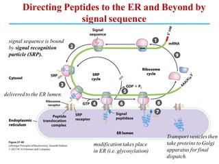Directing Peptides to the ER and Beyond by
signal sequence
signal sequence is bound
by signal recognition
particle (SRP).
delivered to the ER lumen.
modification takes place
in ER (i.e. glycosylation)
Transport vesicles then
take proteins to Golgi
apparatus for final
dispatch.
 