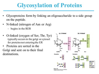 Glycosylation of Proteins
• Glycoproteins form by linking an oligosaccharide to a side group
on the peptide.
• N-linked (nitrogen of Asn or Arg)
– begins in the RER
• O-linked (oxygen of Ser, Thr, Tyr)
typically occurs in the golgi or cytosol
for proteinsnot enteringthe ER
• Proteins are sorted in the
Golgi and sent on to their final
destinations.
 