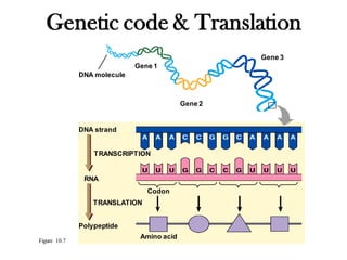 Figure 10.7
DNA molecule
Gene 1
Gene 2
Gene 3
DNA strand
TRANSCRIPTION
RNA
Polypeptide
TRANSLATION
Codon
Amino acid
Genetic code & Translation
 