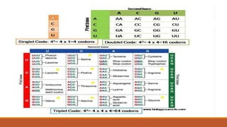 Genetic code deciphering propertie and code dictionary. | PPTX ...