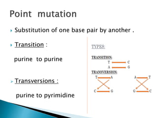  Substitution of one base pair by another .
 Transition :
purine to purine
 Transversions :
purine to pyrimidine
 