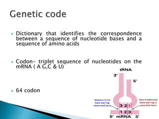  Dictionary that identifies the correspondence
between a sequence of nucleotide bases and a
sequence of amino acids
 Codon- triplet sequence of nucleotides on the
mRNA ( A G,C & U)
 64 codon
 