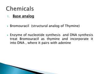 1. Base analog
 Bromouracil (structural analog of Thymine)
 Enzyme of nucleotide synthesis and DNA synthesis
treat Bromouracil as thymine and incorporate it
into DNA , where it pairs with adenine
 