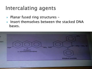  Planar fused ring structures –
 Insert themselves between the stacked DNA
bases.
 