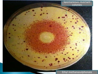Ethyl methanasulphonate
Spontaneous revertant
colonies
 