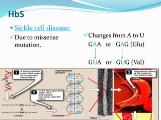HbS
 Sickle cell disease:
Due to missense
mutation.
Changes from A to U
GAA or GAG (Glu)
GUA or GUG (Val)
 