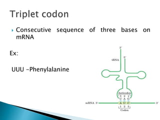  Consecutive sequence of three bases on
mRNA
Ex:
UUU -Phenylalanine
 