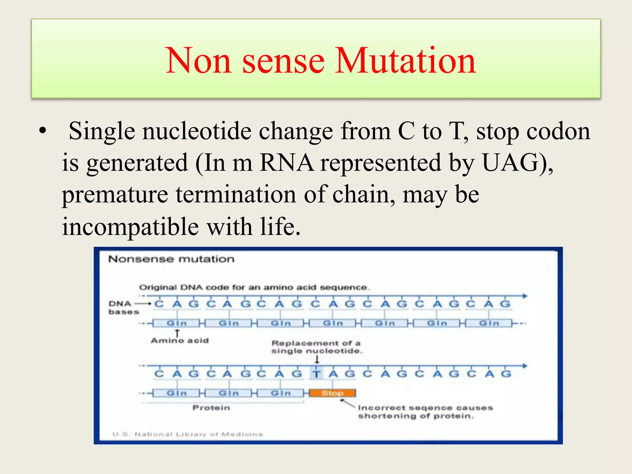 genetic-code-ppt-ppt
