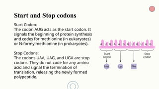 Stop Code Uaa GENETIC CODE PPT || Medical genetics || Molecular genetics and biology ...