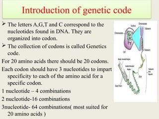 THE CONCEPT OF GENE AND genetic code ppt | PPTX