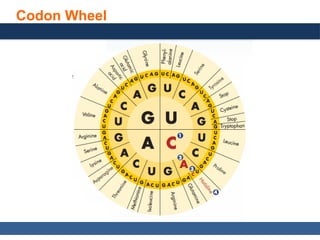 General, Organic, and Biological Chemistry: Structures of Life, 5/e
Karen C. Timberlake
© 2016 Pearson Education, Inc.
Codon Wheel
 