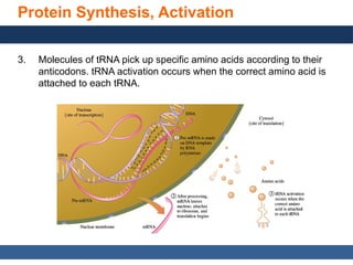 General, Organic, and Biological Chemistry: Structures of Life, 5/e
Karen C. Timberlake
© 2016 Pearson Education, Inc.
Protein Synthesis, Activation
3. Molecules of tRNA pick up specific amino acids according to their
anticodons. tRNA activation occurs when the correct amino acid is
attached to each tRNA.
 