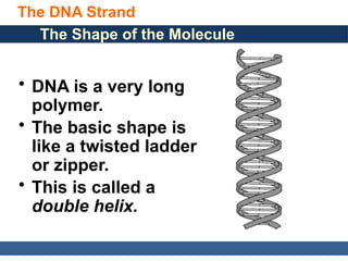 General, Organic, and Biological Chemistry: Structures of Life, 5/e
Karen C. Timberlake
© 2016 Pearson Education, Inc.
The DNA Strand
The Shape of the Molecule
• DNA is a very long
polymer.
• The basic shape is
like a twisted ladder
or zipper.
• This is called a
double helix.
 