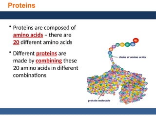General, Organic, and Biological Chemistry: Structures of Life, 5/e
Karen C. Timberlake
© 2016 Pearson Education, Inc.
Proteins
• Proteins are composed of
amino acids – there are
20 different amino acids
• Different proteins are
made by combining these
20 amino acids in different
combinations
 