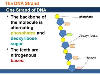 General, Organic, and Biological Chemistry: Structures of Life, 5/e
Karen C. Timberlake
© 2016 Pearson Education, Inc.
The DNA Strand
30
One Strand of DNA
• The backbone of
the molecule is
alternating
phosphates and
deoxyribose
sugar
• The teeth are
nitrogenous
bases.
phosphate
deoxyribose
bases
 
