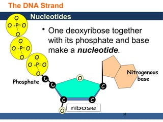 General, Organic, and Biological Chemistry: Structures of Life, 5/e
Karen C. Timberlake
© 2016 Pearson Education, Inc.
The DNA Strand
31
Nucleotides
C C
C
O
Phosphate
O
C
C
O -P O
O
O
O -P O
O
O
O -P O
O
O
• One deoxyribose together
with its phosphate and base
make a nucleotide.
Nitrogenous
base
Deoxyribose
 