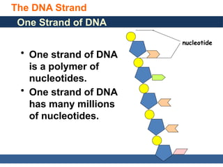 General, Organic, and Biological Chemistry: Structures of Life, 5/e
Karen C. Timberlake
© 2016 Pearson Education, Inc.
The DNA Strand
32
One Strand of DNA
• One strand of DNA
is a polymer of
nucleotides.
• One strand of DNA
has many millions
of nucleotides.
nucleotide
 