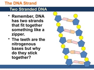 General, Organic, and Biological Chemistry: Structures of Life, 5/e
Karen C. Timberlake
© 2016 Pearson Education, Inc.
The DNA Strand
33
Two Stranded DNA
• Remember, DNA
has two strands
that fit together
something like a
zipper.
• The teeth are the
nitrogenous
bases but why
do they stick
together?
 