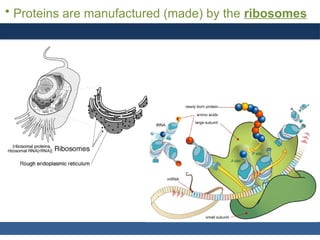 General, Organic, and Biological Chemistry: Structures of Life, 5/e
Karen C. Timberlake
© 2016 Pearson Education, Inc.
• Proteins are manufactured (made) by the ribosomes
 