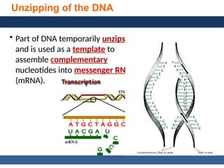 General, Organic, and Biological Chemistry: Structures of Life, 5/e
Karen C. Timberlake
© 2016 Pearson Education, Inc.
Unzipping of the DNA
• Part of DNA temporarily unzips
and is used as a template to
assemble complementary
nucleotides into messenger RNA
(mRNA).
 