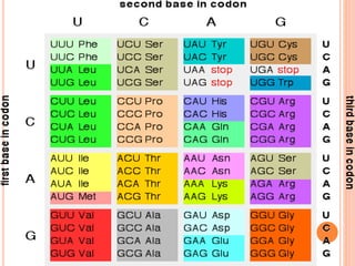 Short Genetic Code Example GENETIC CODE | PPTX