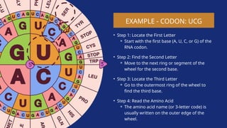 U Codon Structure GENETIC-CODING-AND-TRASITION-OF-AMINO-ACIDS | PPTX