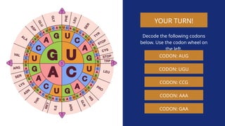 GENETIC-CODING-AND-TRASITION-OF-AMINO-ACIDS | PPTX