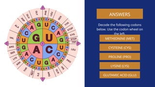 GENETIC-CODING-AND-TRASITION-OF-AMINO-ACIDS | PPTX