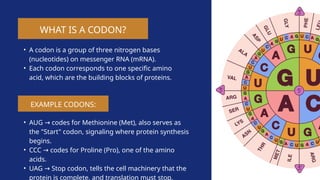 GENETIC-CODING-AND-TRASITION-OF-AMINO-ACIDS | PPTX