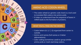 Dna Code Wheel GENETIC-CODING-AND-TRASITION-OF-AMINO-ACIDS | PPTX