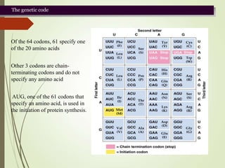 The genetic code
Of the 64 codons, 61 specify one
of the 20 amino acids
Other 3 codons are chain-
terminating codons and do not
specify any amino acid
AUG, one of the 61 codons that
specify an amino acid, is used in
the initiation of protein synthesis.
 