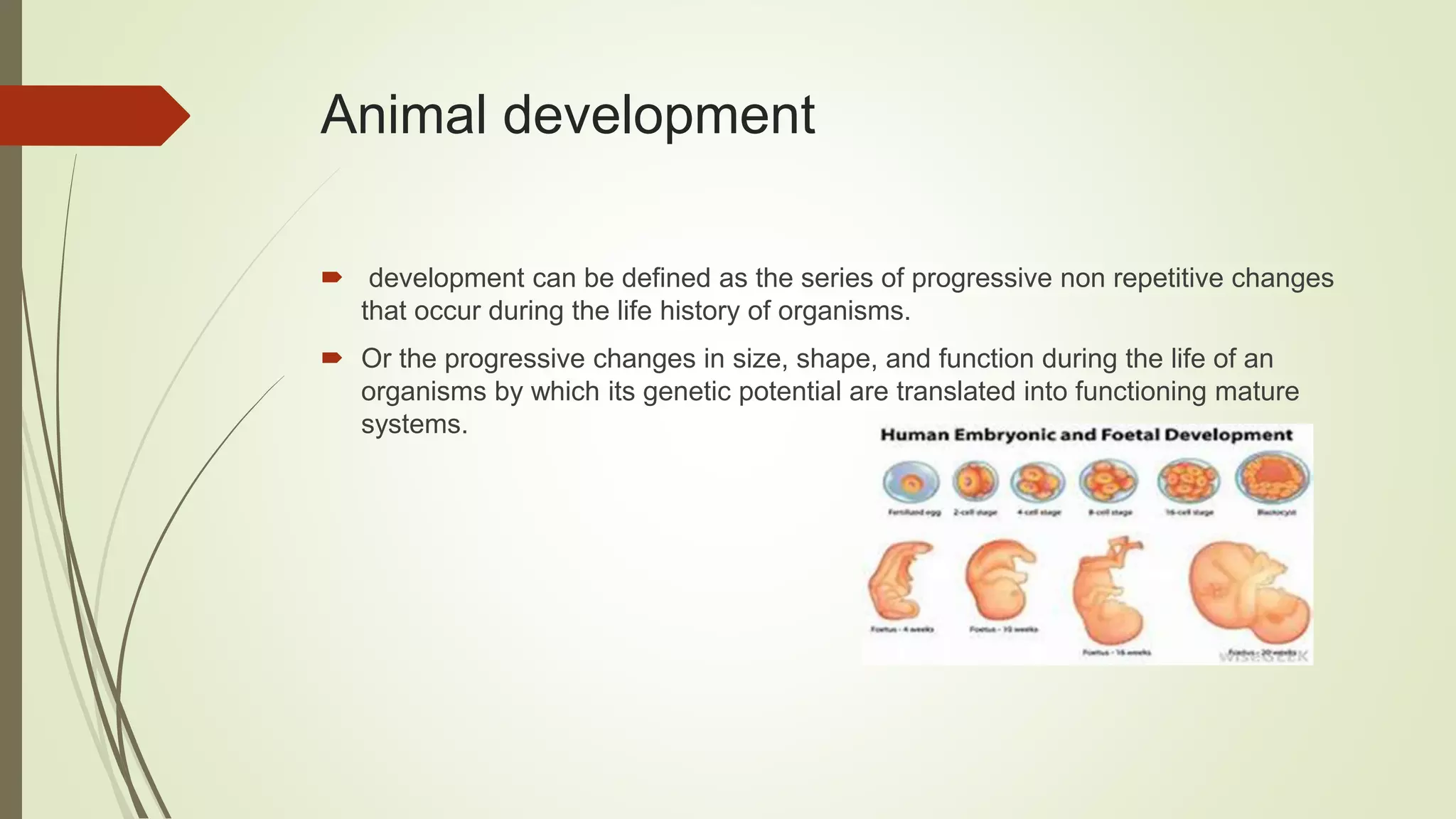 Genetic control of animal development | PPTX