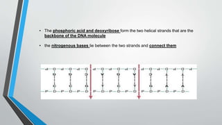 • The phosphoric acid and deoxyribose form the two helical strands that are the
backbone of the DNA molecule
• the nitrogenous bases lie between the two strands and connect them
 