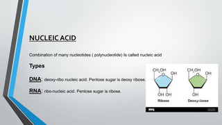 NUCLEIC ACID
Combination of many nucleotides ( polynucleotide) Is called nucleic acid
Types
DNA: deoxy-ribo nucleic acid. Pentose sugar is deoxy ribose.
RNA: ribo-nucleic acid. Pentose sugar is ribose.
 