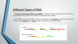 Different Types of RNA:
1. Precursor messenger RNA (pre-mRNA) is a large immature single strand of RNA that is
processed in the nucleus to form mature messenger RNA (mRNA).
The pre-RNA includes two different types of segments called introns, which are removed by a
process called splicing, and exons, which are retained in the final mRNA.
 