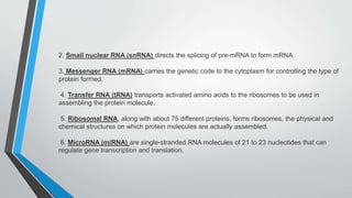 2. Small nuclear RNA (snRNA) directs the splicing of pre-mRNA to form mRNA.
3. Messenger RNA (mRNA) carries the genetic code to the cytoplasm for controlling the type of
protein formed.
4. Transfer RNA (tRNA) transports activated amino acids to the ribosomes to be used in
assembling the protein molecule.
5. Ribosomal RNA, along with about 75 different proteins, forms ribosomes, the physical and
chemical structures on which protein molecules are actually assembled.
6. MicroRNA (miRNA) are single-stranded RNA molecules of 21 to 23 nucleotides that can
regulate gene transcription and translation.
 