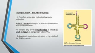 TRANSFER RNA—THE ANTICODONS:
• it Transfers amino acid molecules to protein
molecules.
• act as Carrier to transport its specific type of amino
acid to the ribosomes.
• it contains only about 80 nucleotides, is a relatively
small molecule in comparison with mRNA.
• Anticodon is located approximately in the middle of
the tRNA molecule
 