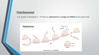 Polyribosomes:
is a cluster of ribosome 3 – 10 that are attached to a single of mRNA at the same time.
 