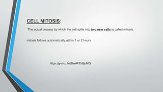 CELL MITOSIS:
The actual process by which the cell splits into two new cells is called mitosis.
mitosis follows automatically within 1 or 2 hours
https://youtu.be/DwAFZb8juMQ
 