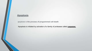 Apoptosis
apoptosis is the process of programmed cell death
. Apoptosis is initiated by activation of a family of proteases called caspases.
 