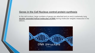 Genes in the Cell Nucleus control protein synthesis
In the cell nucleus, large numbers of genes are attached end on end in extremely long
double- stranded helical molecules of DNA having molecular weights measured in the
billions.
 