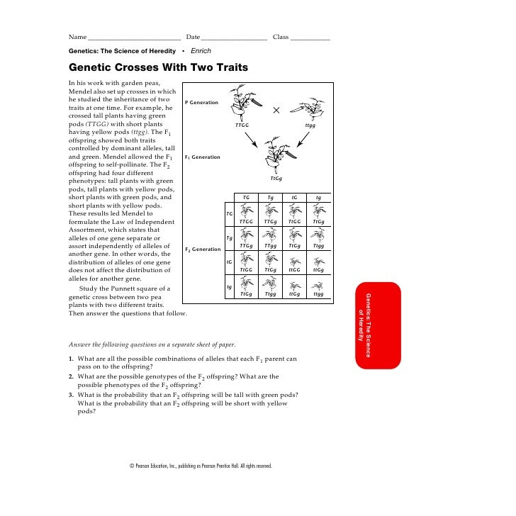 Homework help genetics two trait crosses